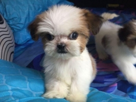 2 Puppy Shit Tzu Jantan