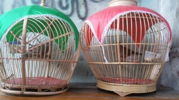 Burung tekukur kuk 2 mitos katuranggan