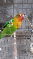 Love bird dewasa warna josan harian bawel dan aktif