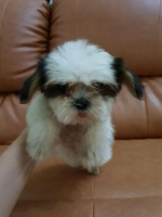 4 ekor anakan Shih Tzu, lucu dan menggemaskan