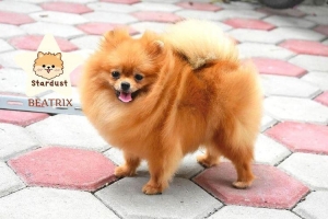 ANJING TEACUP/ SUPERMINI POMERANIAN HIGH QUALITY