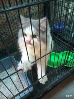 1 ekor kucing medium.. lincah