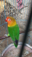 lovbird murah dan receh