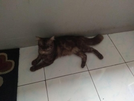 Kucing anggora mix persia umur 9 bulan vaksin lengkap