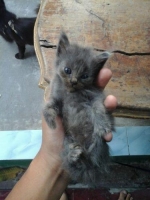 Kucing Anggora mix Persia medium, usia 2bulan