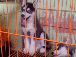 Anjing Husky stb Female