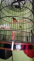Burung murai sumatra non gembung