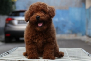 Red Toy Poodle / Bogel - Kaki Pendek - Gemuk