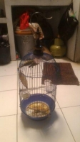 PLECI DAKUN 2 EKOR JINAK LALAT