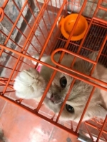 kucing persia laki-laki full set