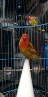 Love bird,balibu siap gantang