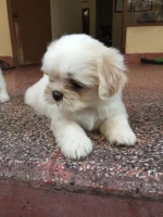 Anakan shit tzu , lincah lucu, makan lahap, vaksin . Non stambum, ( di utamakan dog lovers )