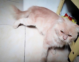 Anggora jantan slayer blasteran