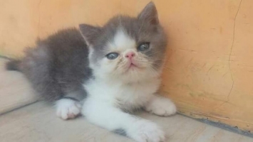 Kitten exo exotic shorthair jantan black van peaknose extreme