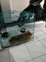 1 ekor mini pom jantan umur 4 bulan stb vaksin free kandang dan dog food