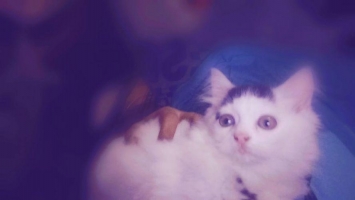 Kitten Umur 3 Bulan Jalan 4 Bulan + Kandang Ukuran 75x55x45cm (Besar)