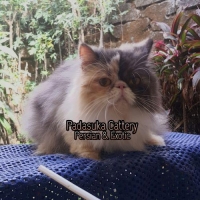 Indukan Persian Proven