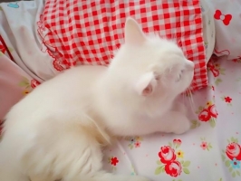 1 ekor kucing anggora