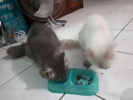 Persia medium jantan dan himalaya betina