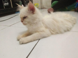 1 ekor anggora, Udah bosen melihara