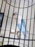 Burung Lovebird pasbir ,usia kurleb6-7bulan