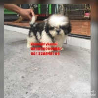 Mini shihtzu jantan non stambum kualitas istimewa