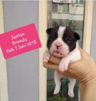French bulldog keturunan import rusia. Stambum. Vaksin dan obat cacing