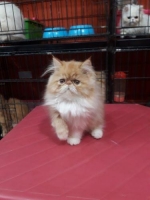 persia peaknose kitten umur 3 bulan, persia peaknose indukan sedang hamil, munchkin 4 bulan kitten