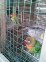 Lovebird sepasang produk 3 x