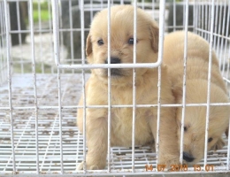 Golden Retriever Puppies