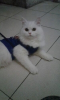 kucing anggora umur 8 bln jenis kelamin betina