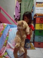 Kucing Persia Peaknose Jantan Surabaya