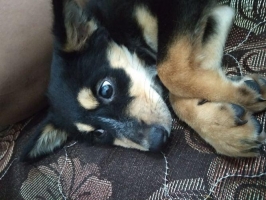 Anjing Rottweiler Betina 2.5 bulan
