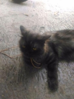 1 ekor persia warna hitam abu2