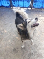 Siberian Husky Umur 1.5 Tahun anjing
