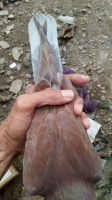 Bahan merpati kolongan berprospek