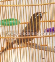 Hwambe gacor mulus rawatan 2 tahun