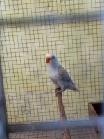 lovebird palamas dan mouve usia 3 bulan nominus , lokasi solo