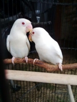 Sepasang albino kulit putih mata merah mulus