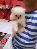 Anakan mini pom , betina 2 ekor, idung pesek bulu kapas, import