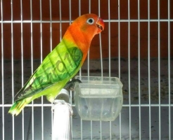 Lovebird Biola betina split blue