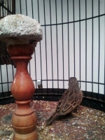Branjangan jawa(javanica)dan parva