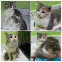 Kucing anggora betina lucu umr 5bln sdah Vaksin+kandang