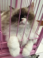 Kucing ragdoll, sudah vaksin dan steril, sehat dan gembul