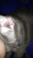 grooming kucing surabaya