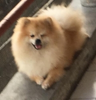 Mini pomeranian jantan