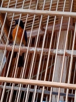 Burung tledekan bakau(anis bin²).. Purtot.. Rajin bunyi, subuh udah bunyi.. Burung saja 350k