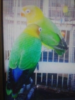 Burung love bird josan umr 4.5