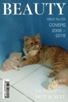 persia peaknose jantan bingit