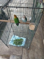 Spasang lovebird cobail vs josan
